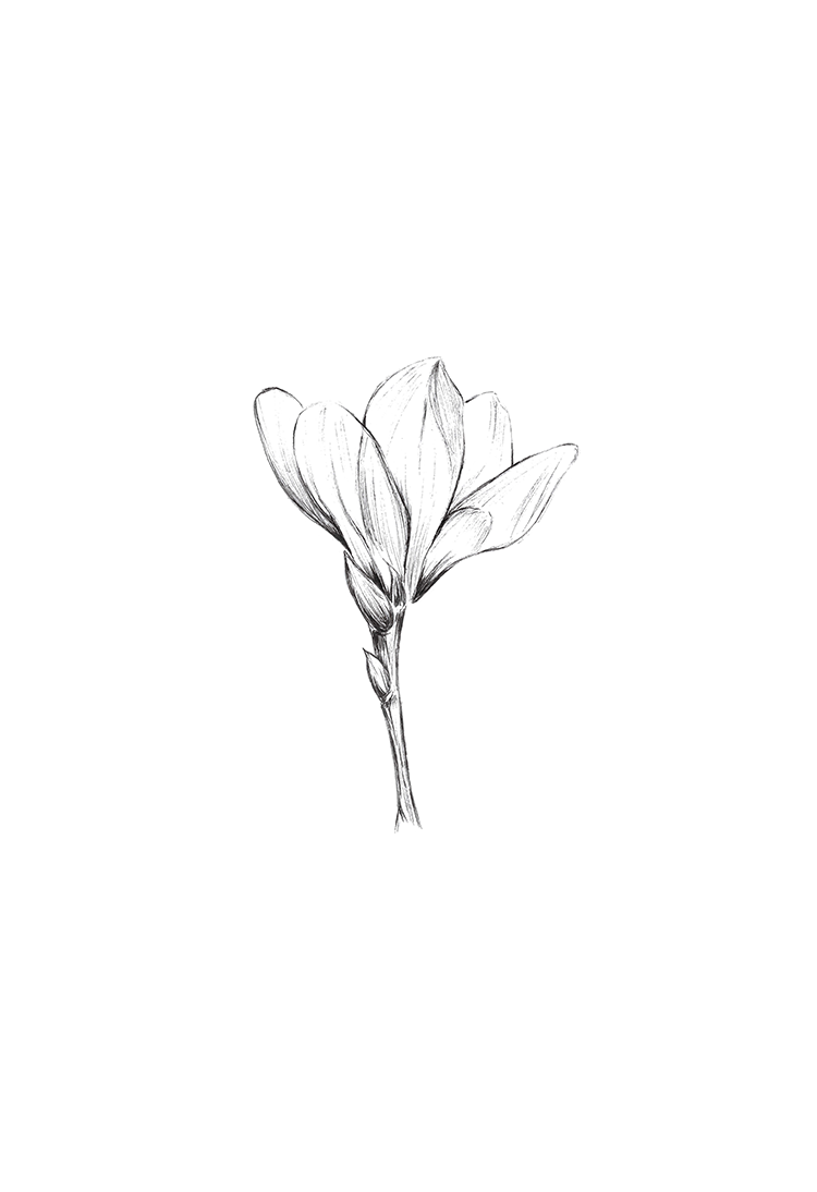 Magnolia-drawing-illustration-botanical-flower-herbs-plants-black-and-white-sketch-design-fine-art-3
