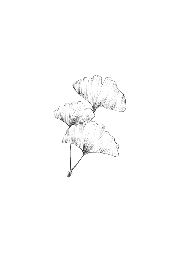 ginkgo-drawing-illustration-botanical-flower-herbs-plants-black-and-white-sketch-design-fine-art-3