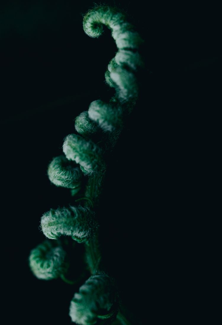 photograpy macro leaf fern green