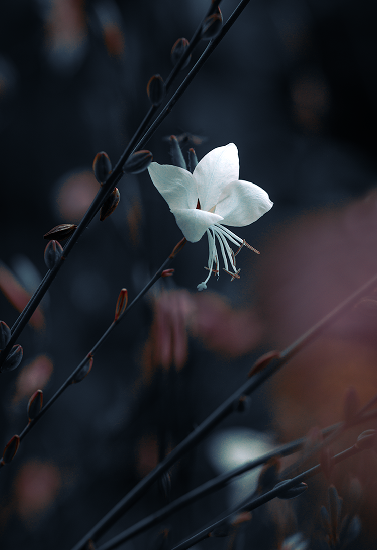 Fine art photography macro gaura butterfly plant