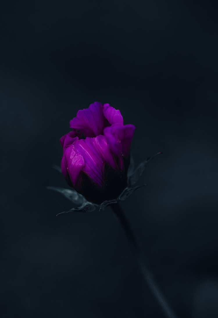 Fine art photography macro purple flower