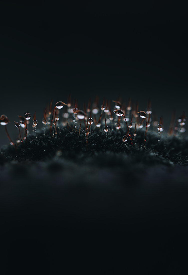 Fine art photography macro raindrop mos