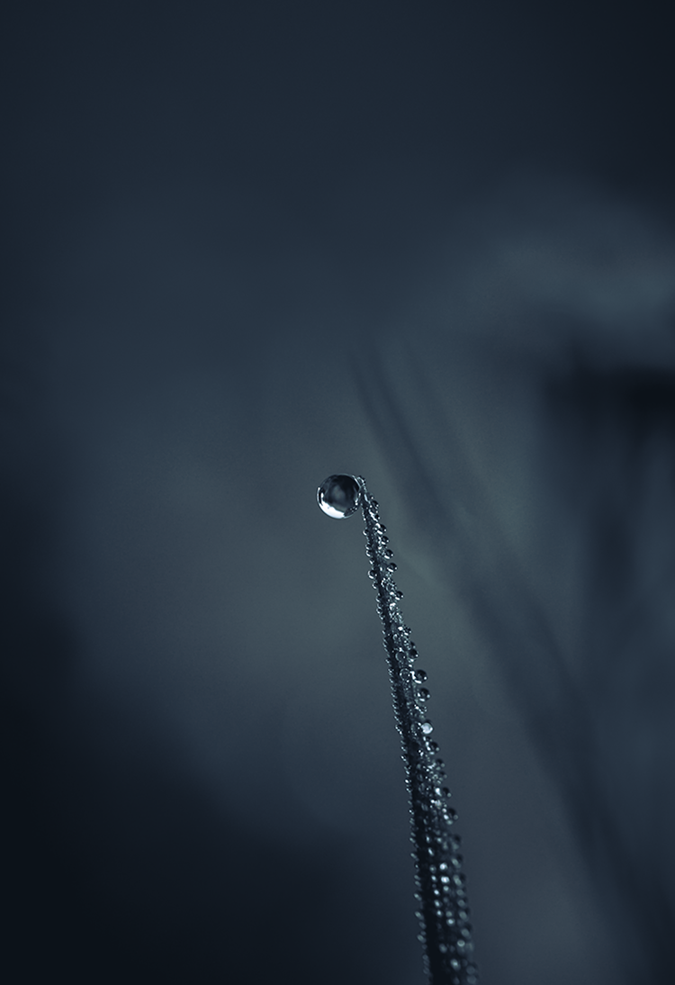 Fine art photography macro raindrop grass