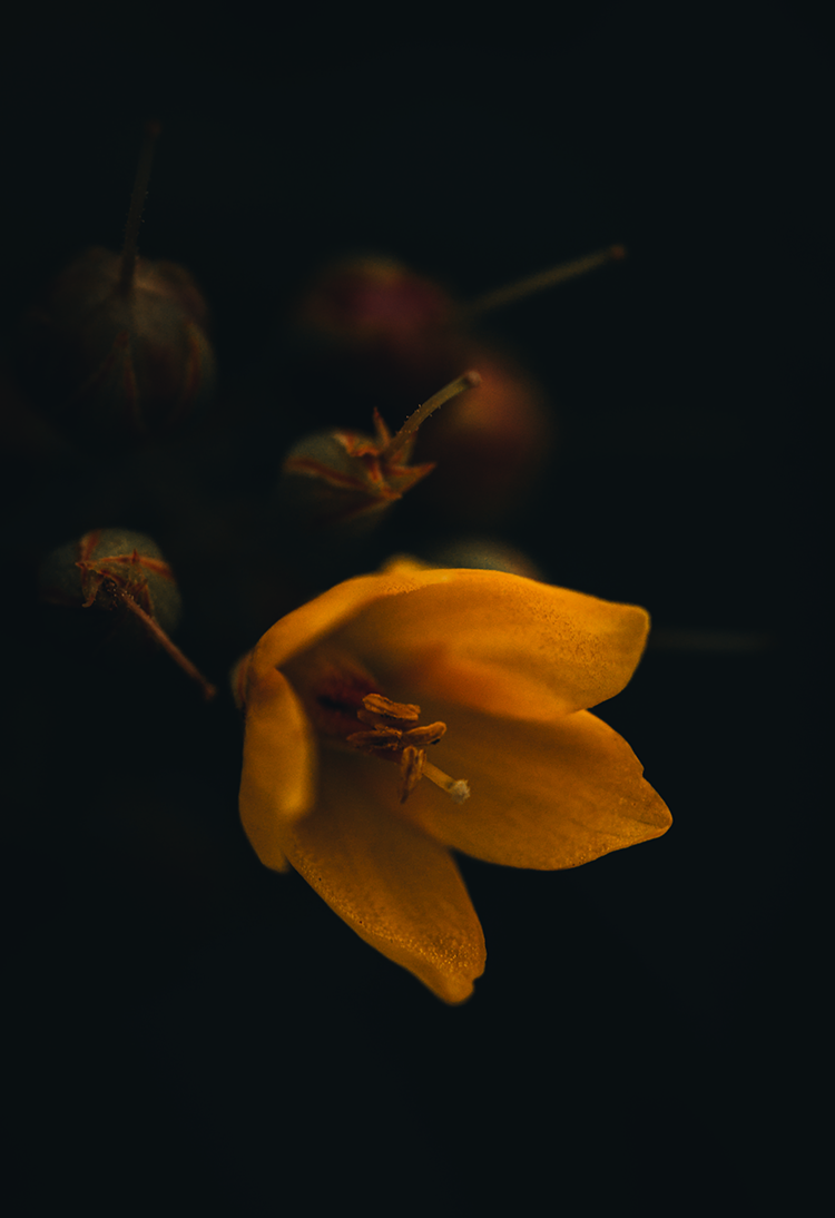 Fine art photography macro flower yellow