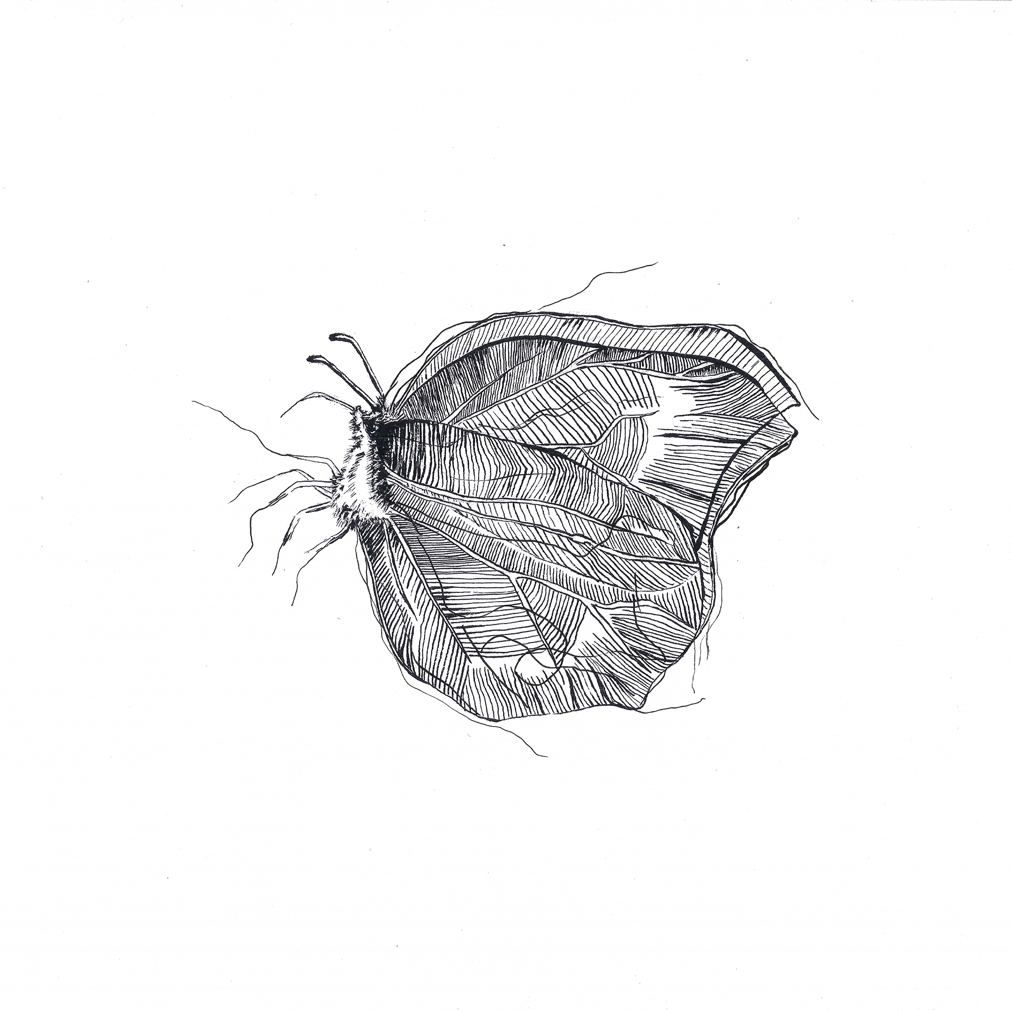illustratie pentekening inkt drawing butterfly macro photography