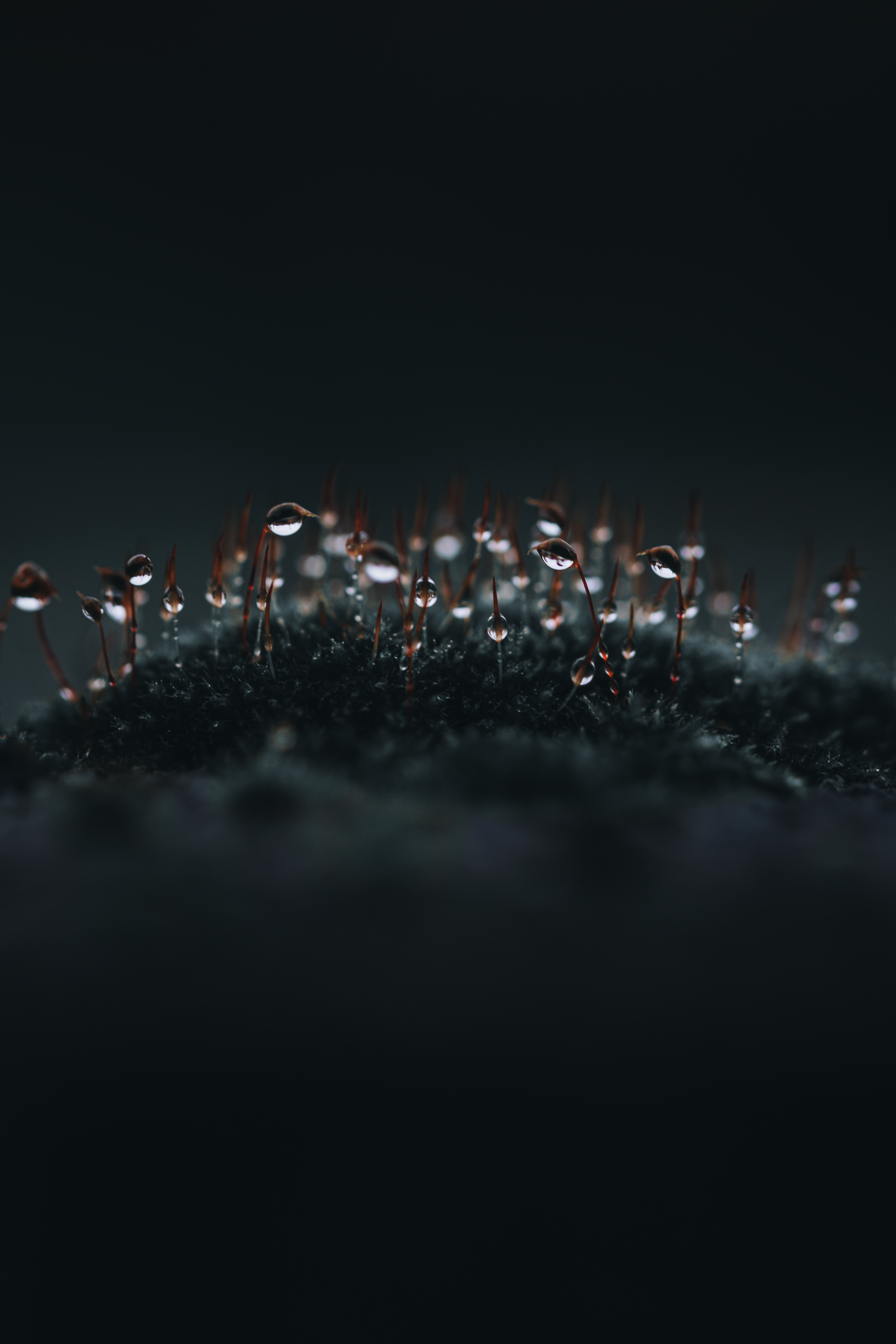 fine art droplets water mos dark mood macro photography