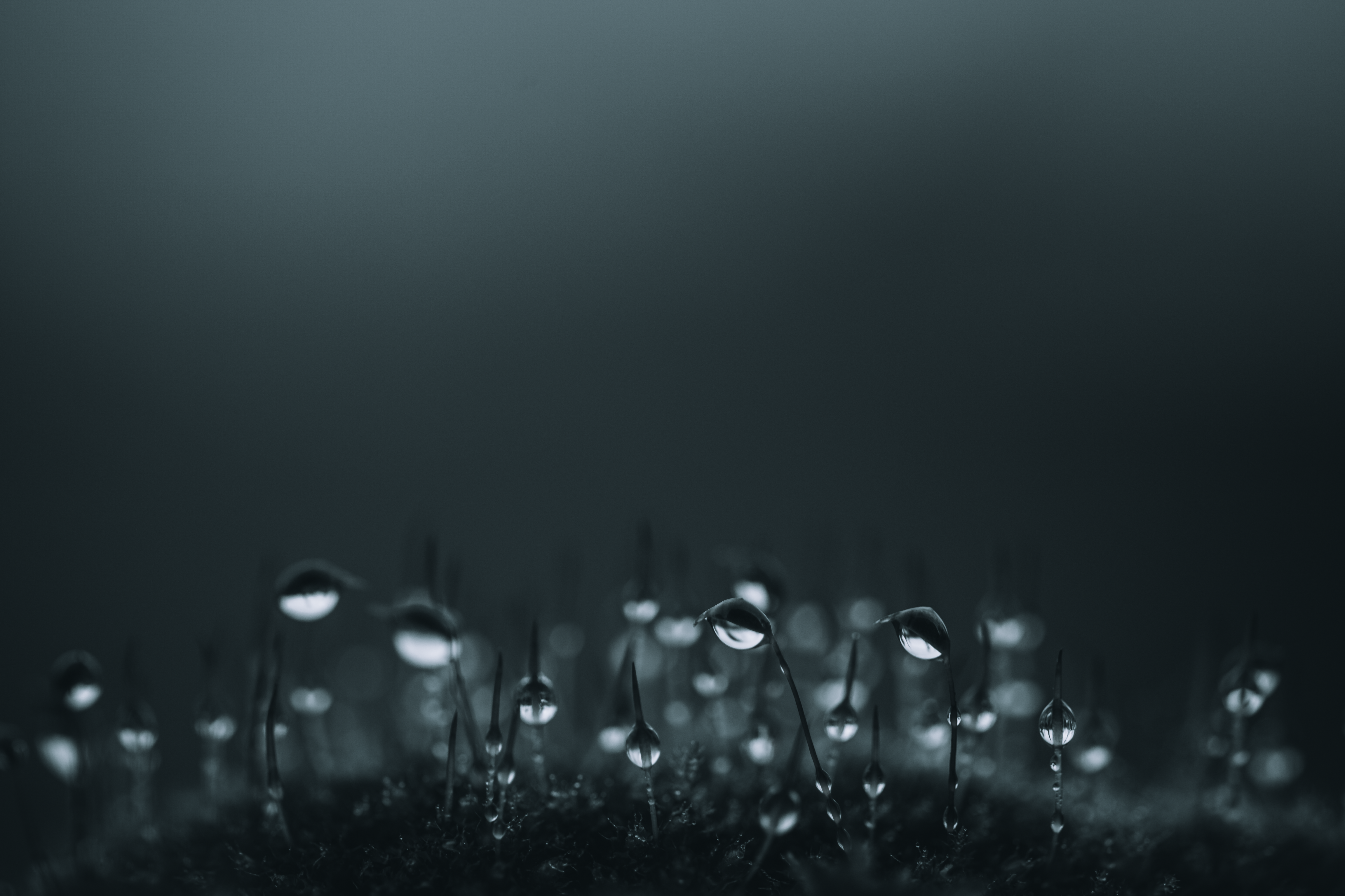 fine art droplets water mos dark mood macro photography