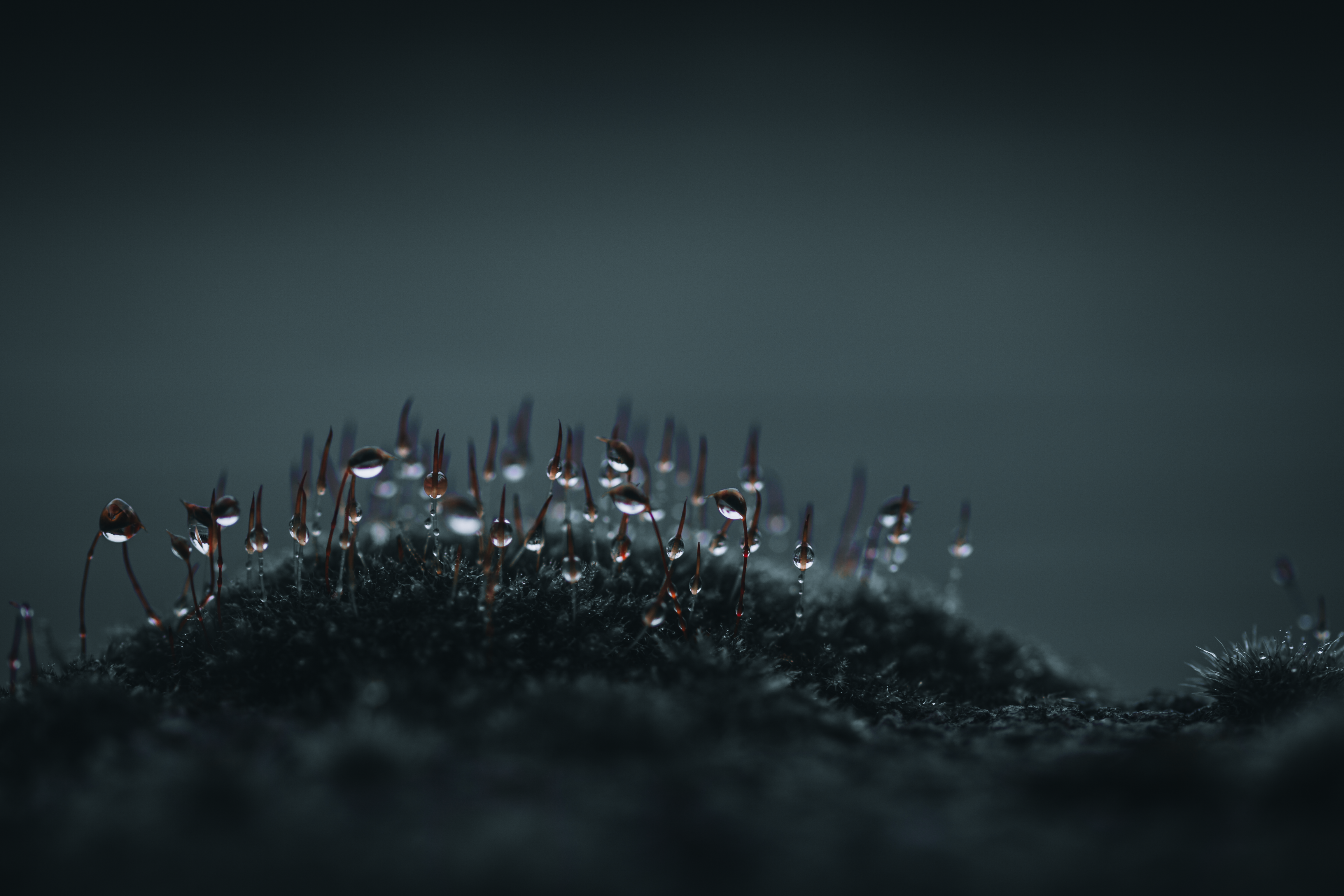fine art droplets water mos dark mood macro photography