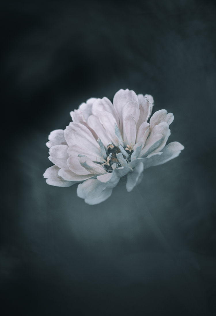 macro photography flower dark expo belgium