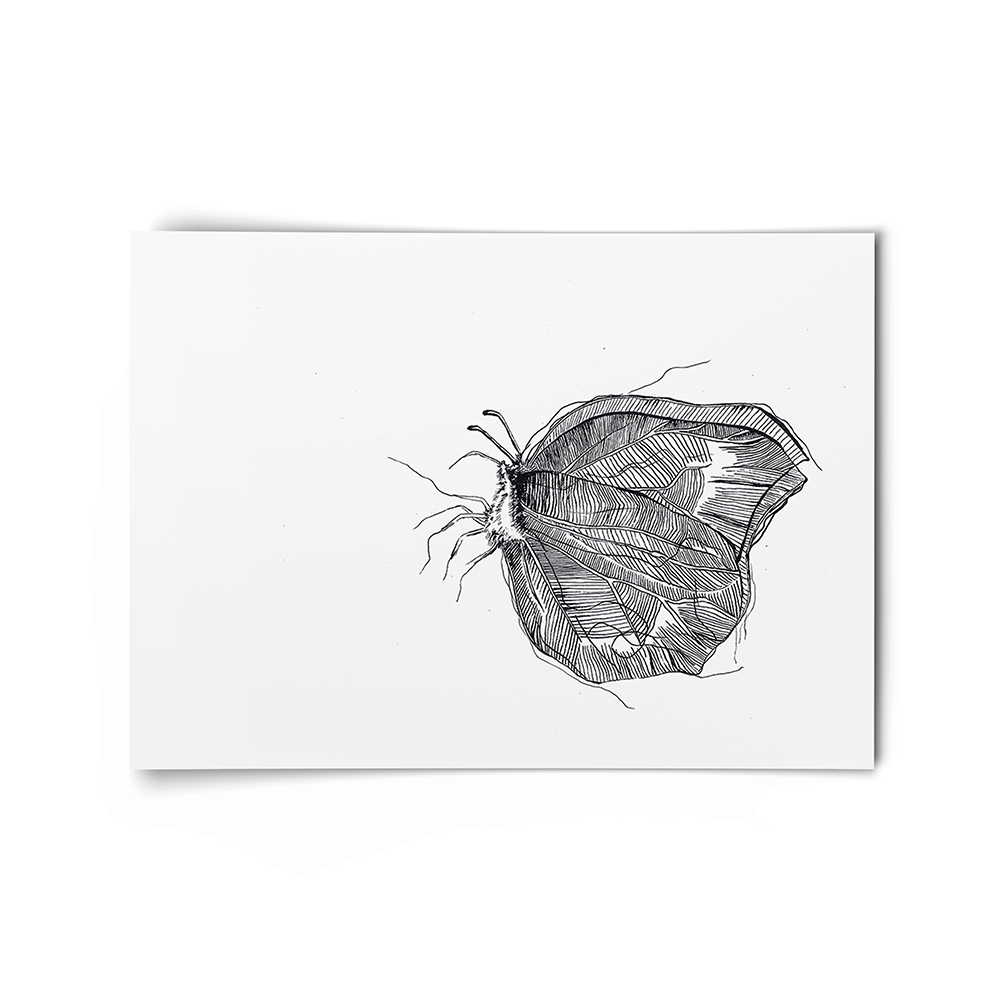 Illustration black and white with japanese brush and indian ink butterfly wings fine art