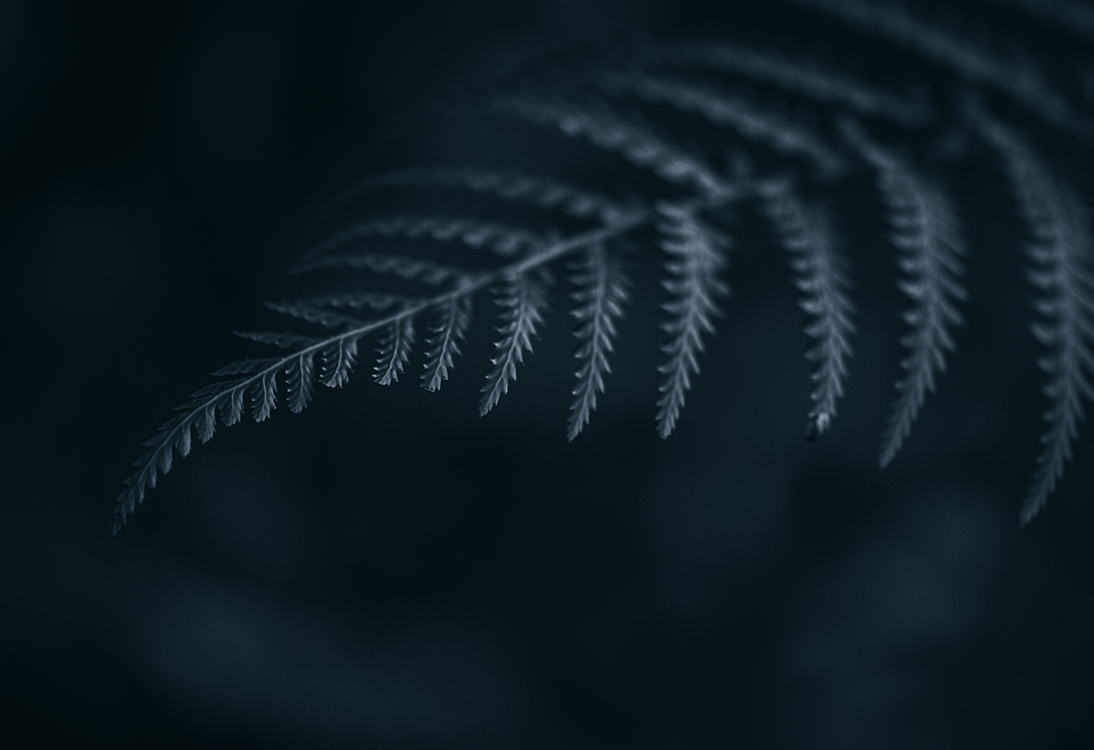 fine art flowering green fern leaves plant dark mood macro photography