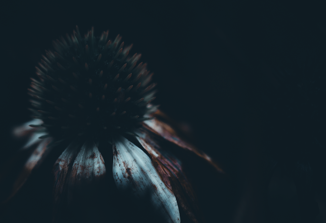 macro fotografie zonnehoed bloem dark mood