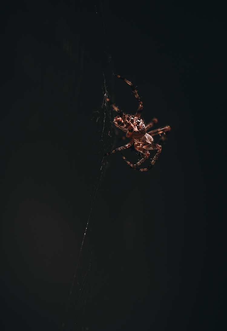 fine art  insect darkmood macro photography