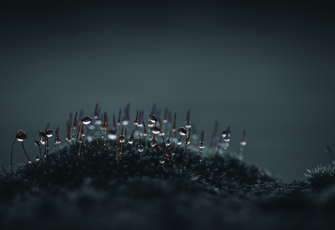 fine art water flowering rain water blue flower dark droplets macro photography