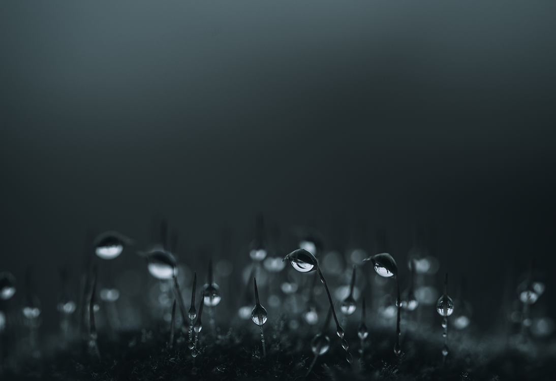 fine art water flowering rain water blue flower dark droplets macro photography