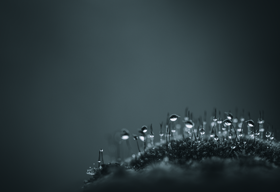 fine art water flowering rain water blue flower dark droplets macro photography