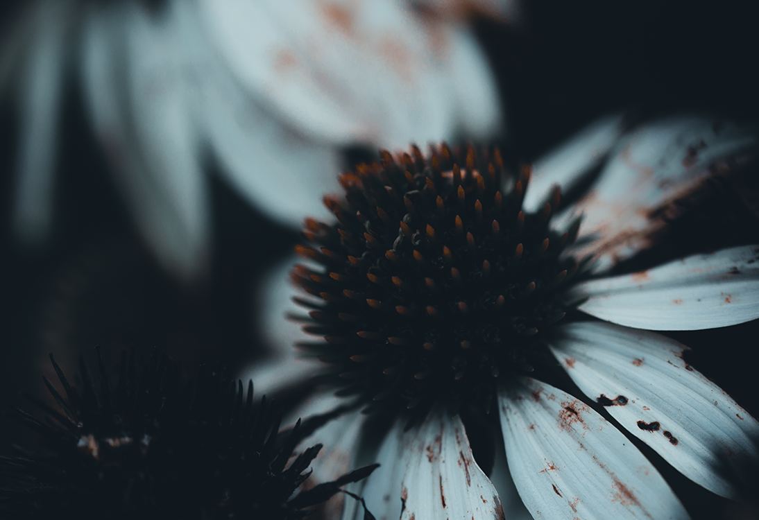 fine art flowering echinicea flower dark mood macro photography
