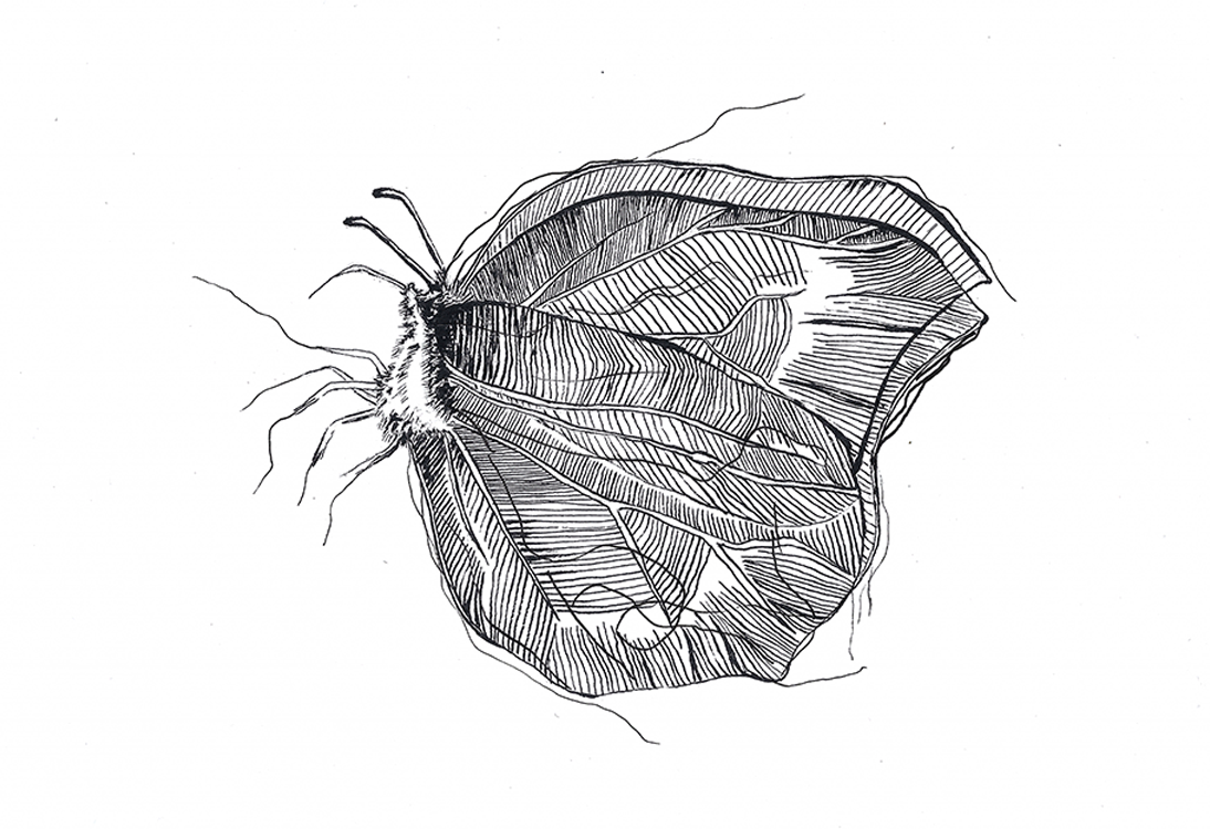 illustratie pentekening inkt drawing splash black and white indian ink japanese brush illustration fineliner hahnemule vlinder butterfly