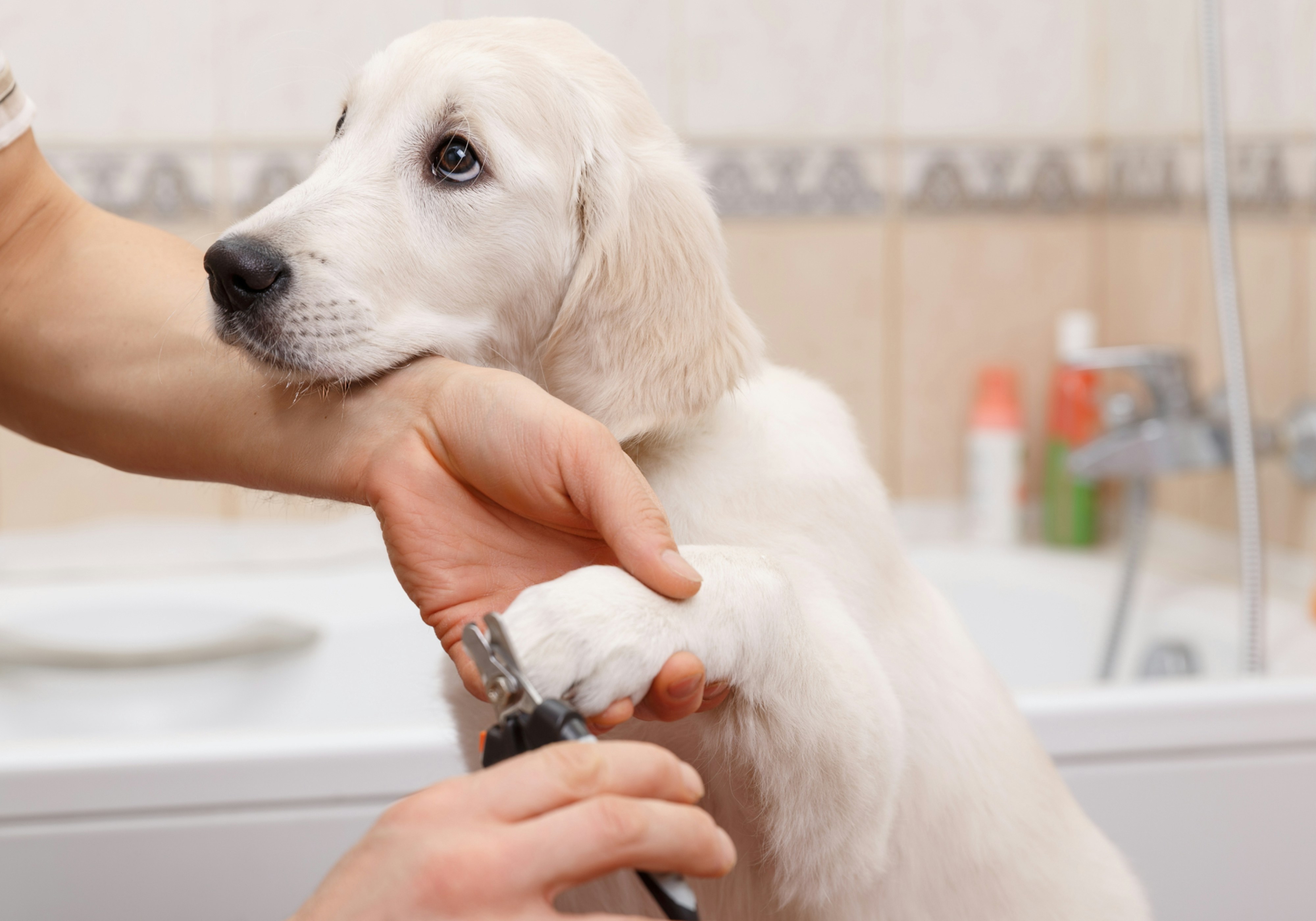 how to trim your dog's nails