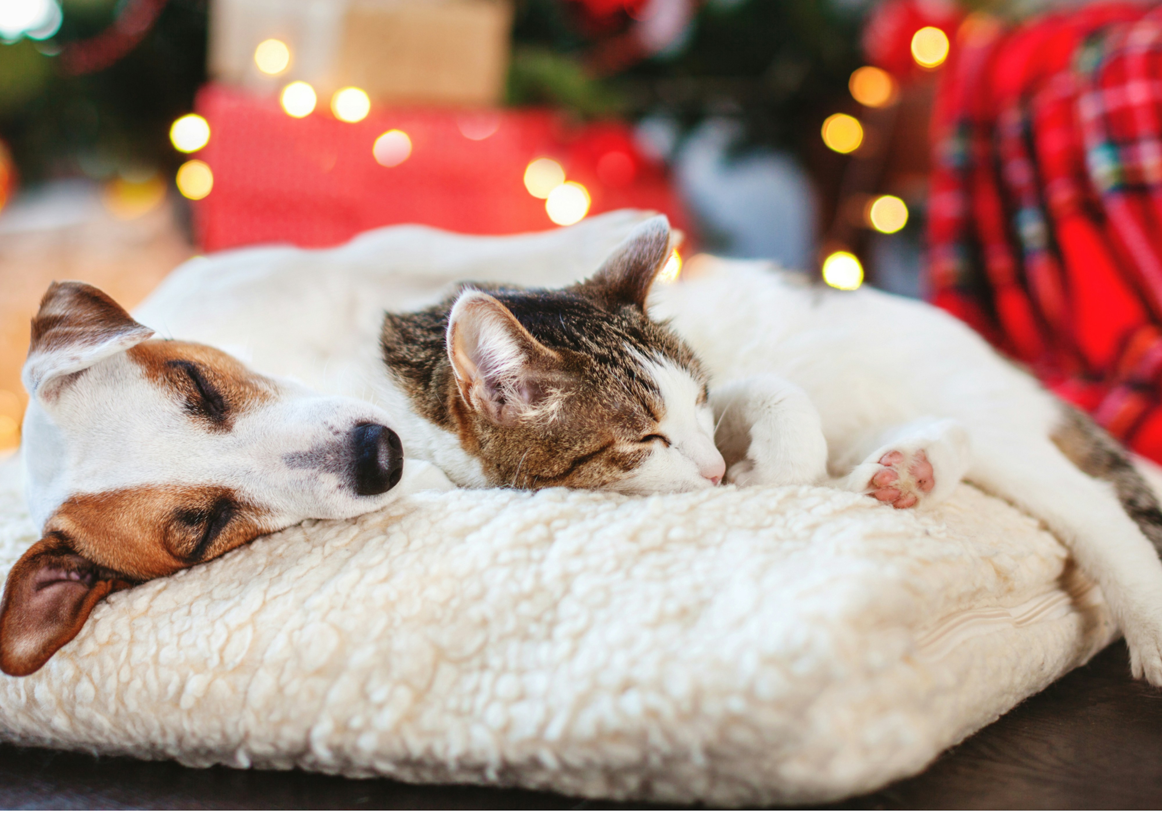 pet-friendly holiday ideas