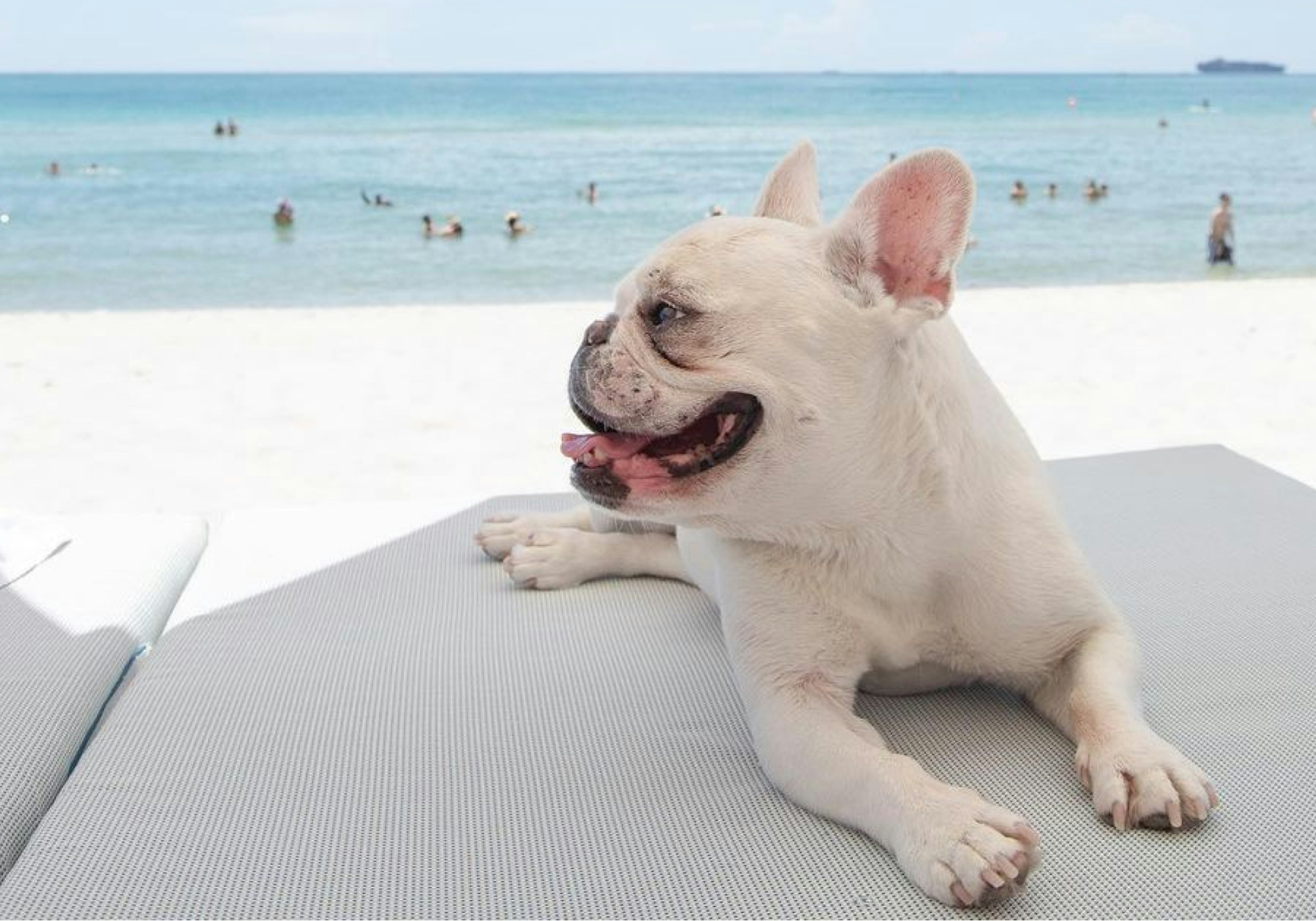 A Guide To Pet Friendly Vacations In