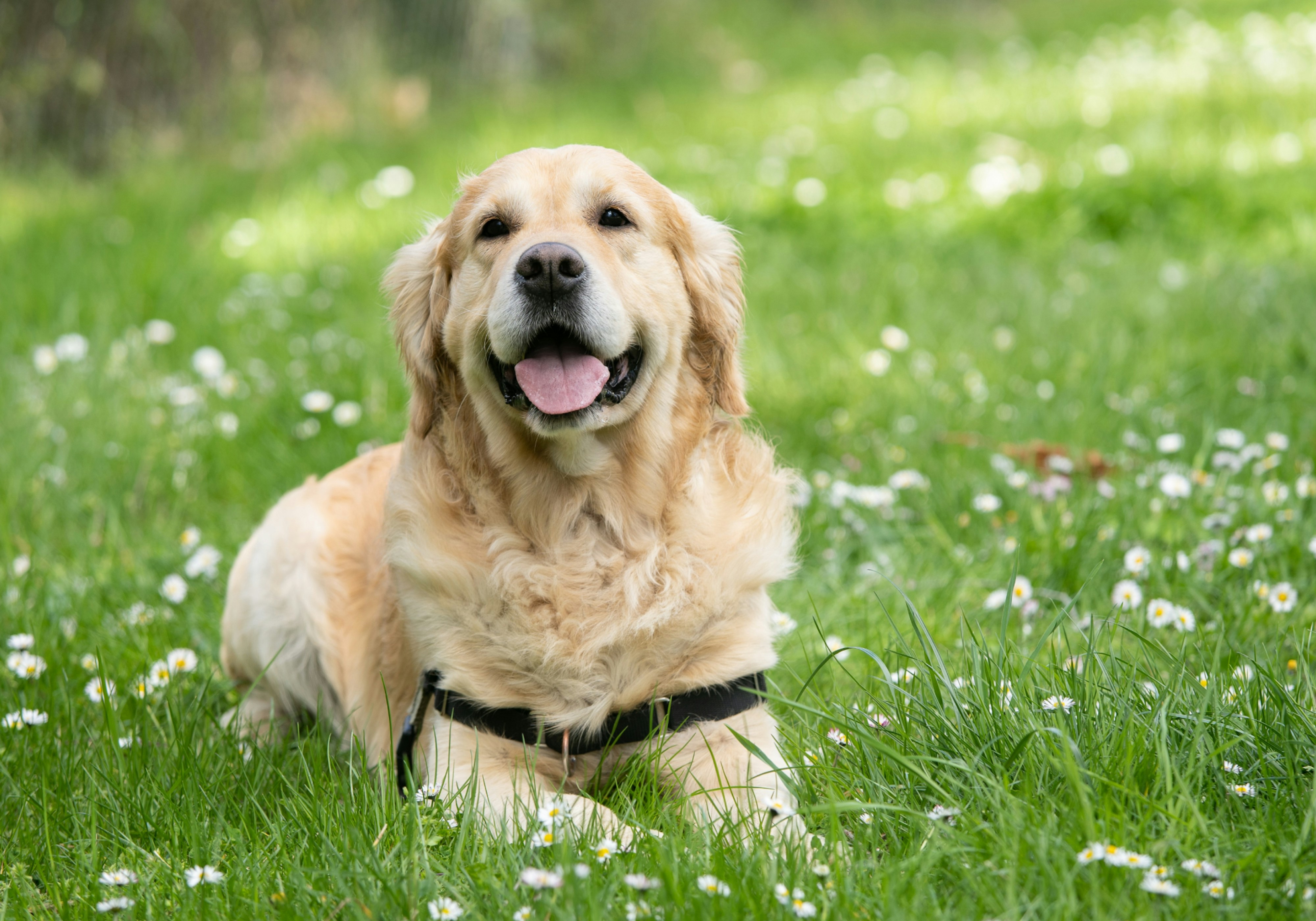 treatment for hip dysplasia in dogs