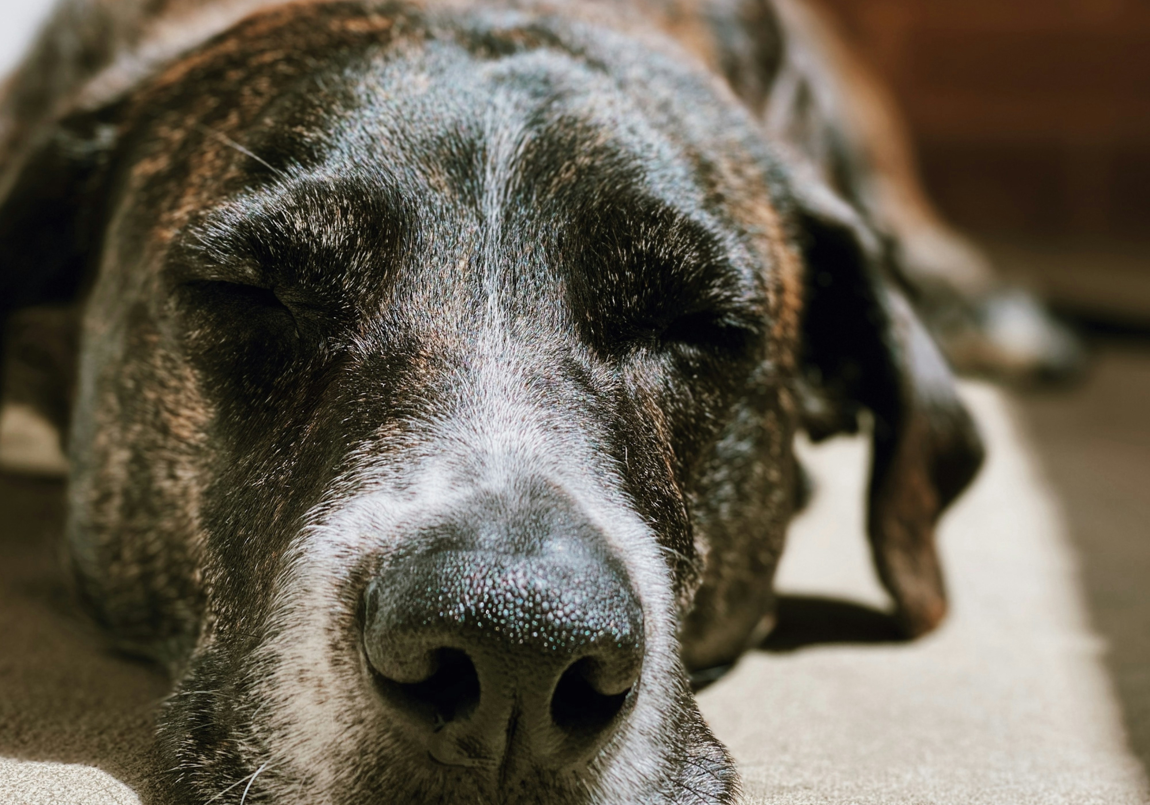 what can I give my dog for joint pain