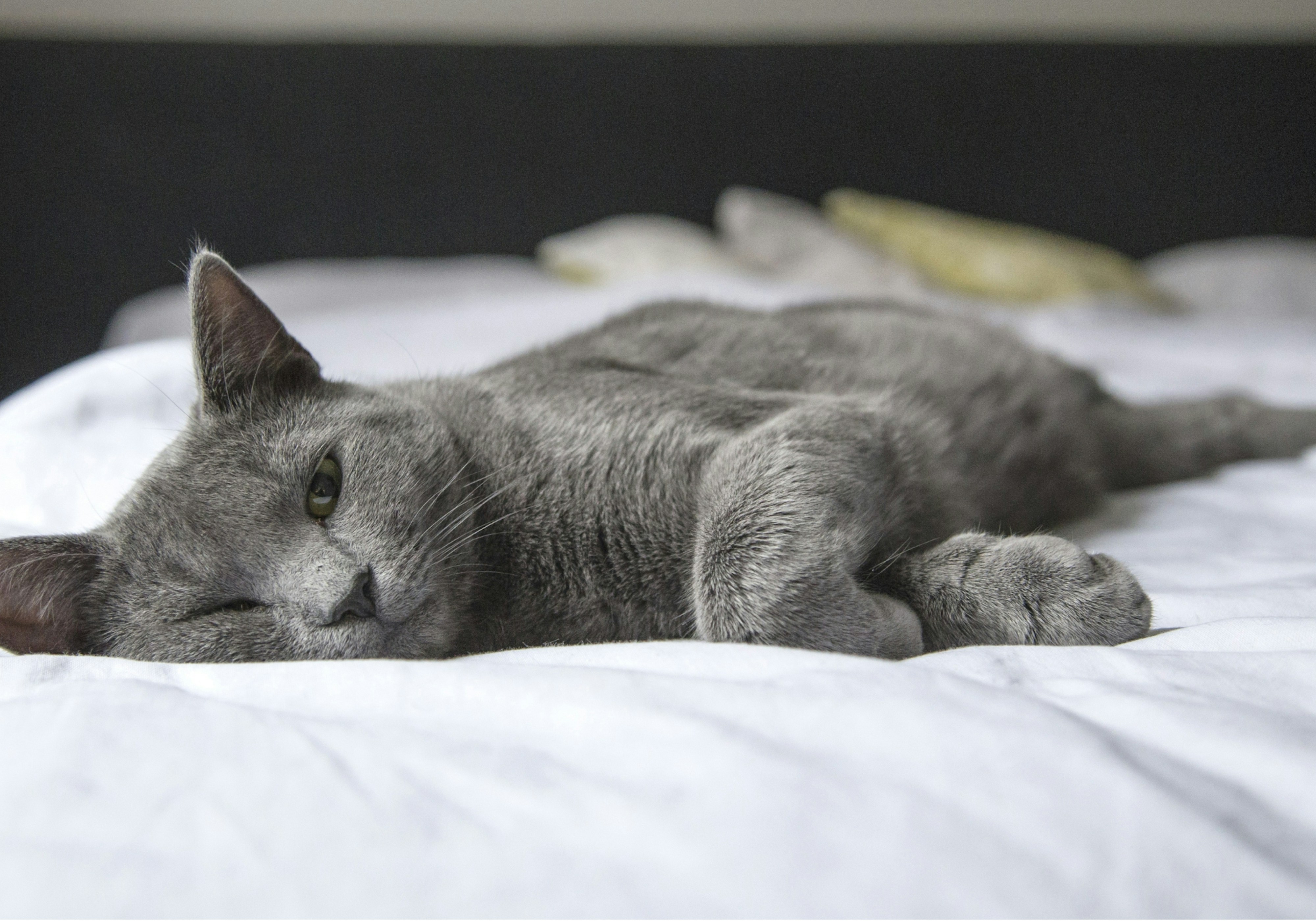 what causes UTI in cats
