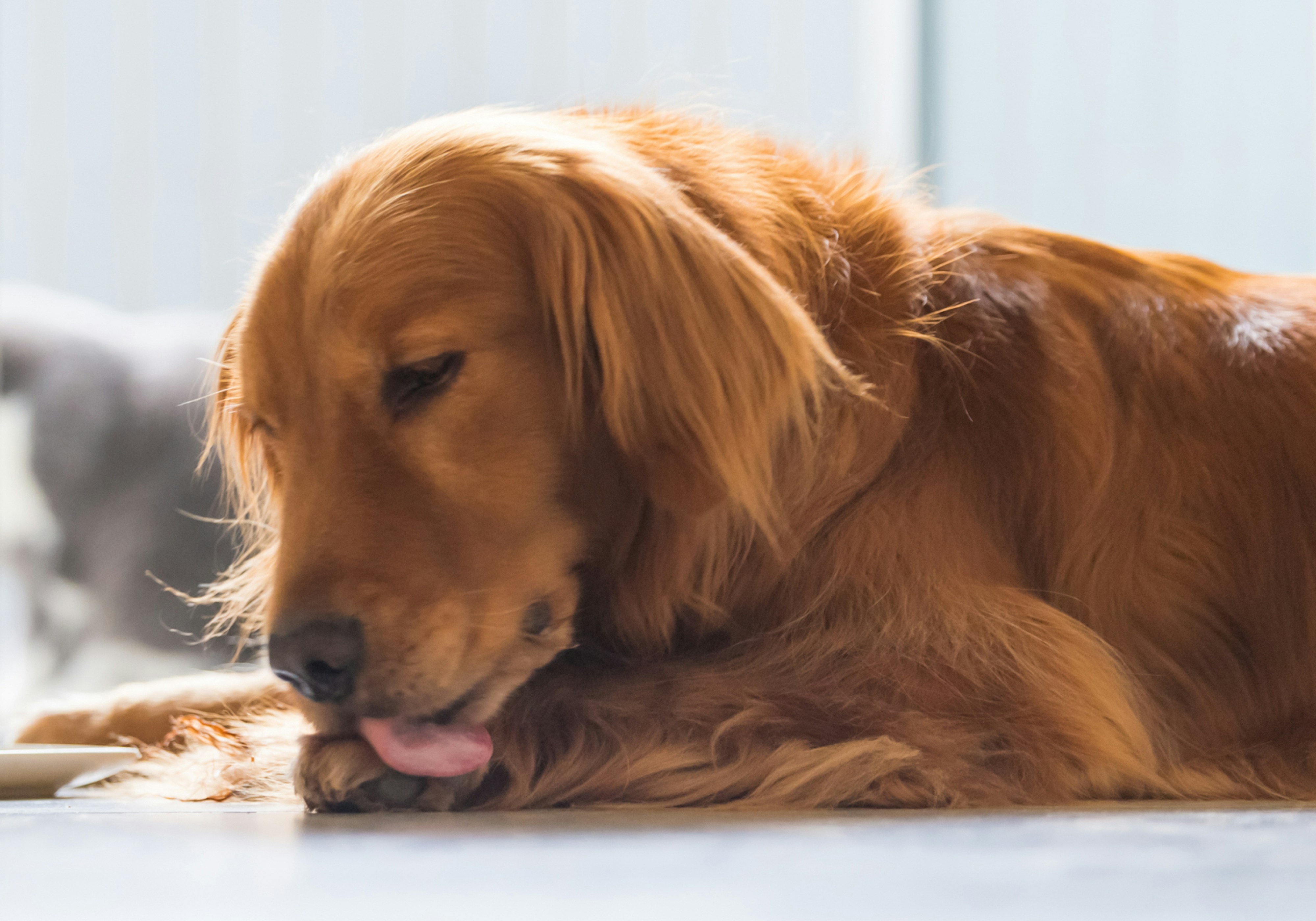 why dogs lick their paws