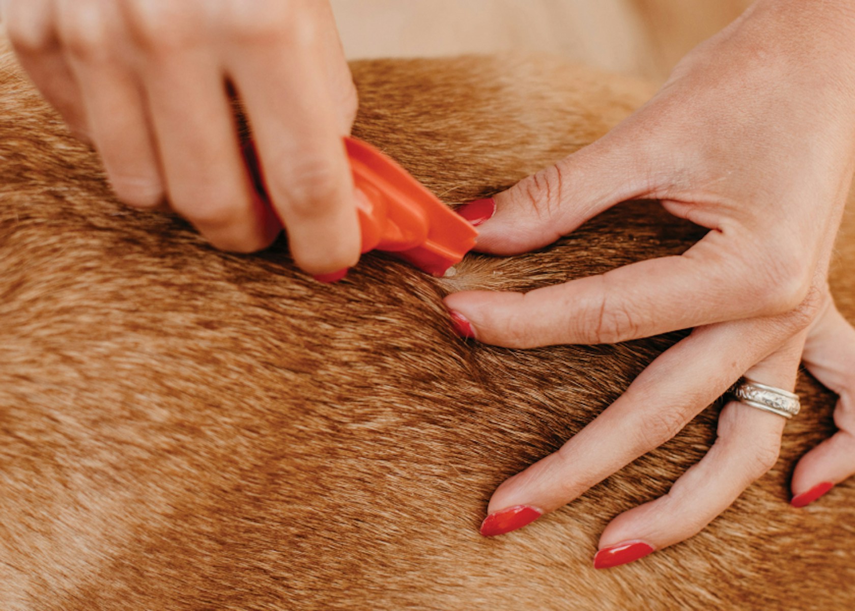 Applying Topical Treatment to Dog
