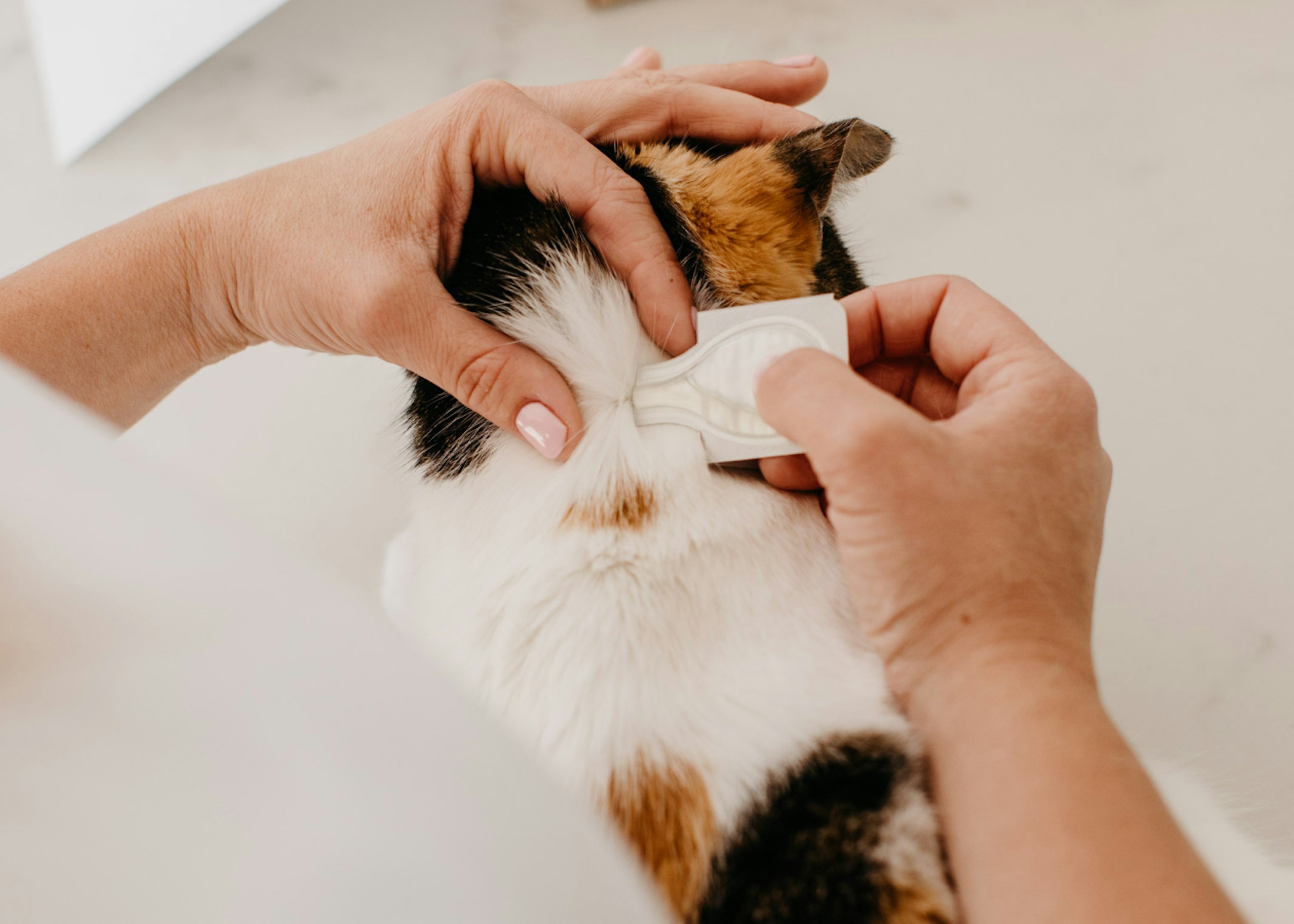 Applying Topical Treatment to Cat