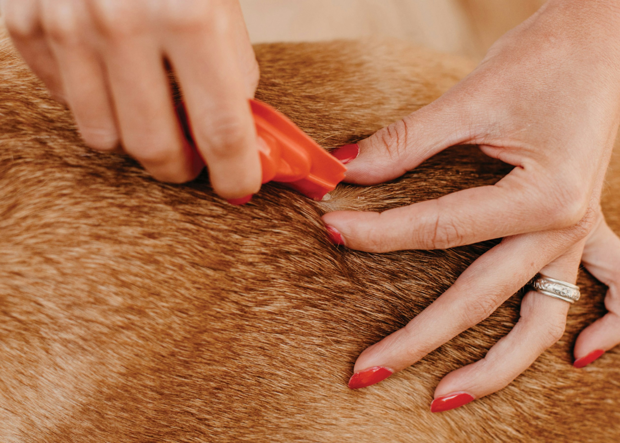 Applying Topical Treatment to Dog