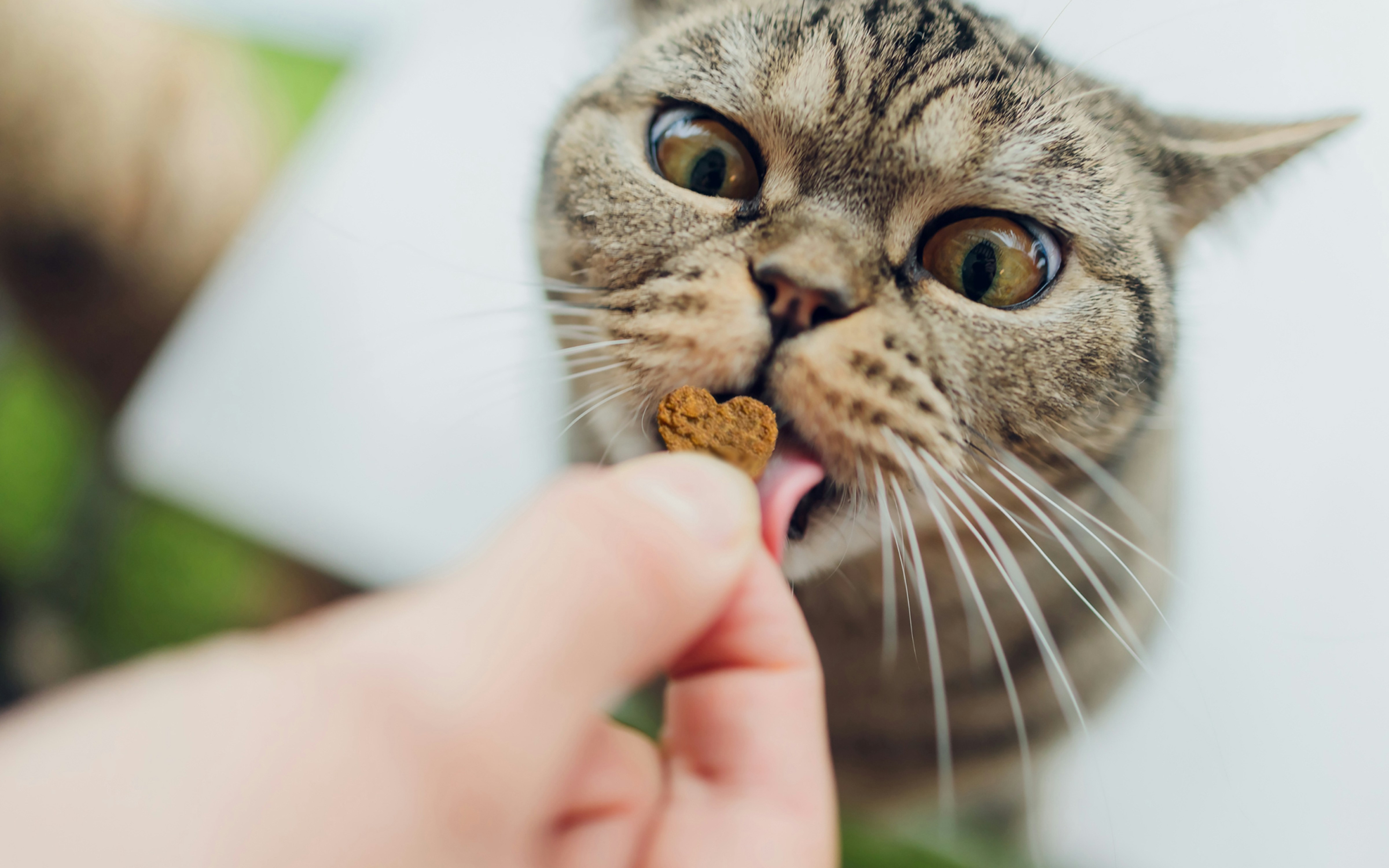 Cat enjoying bug bites