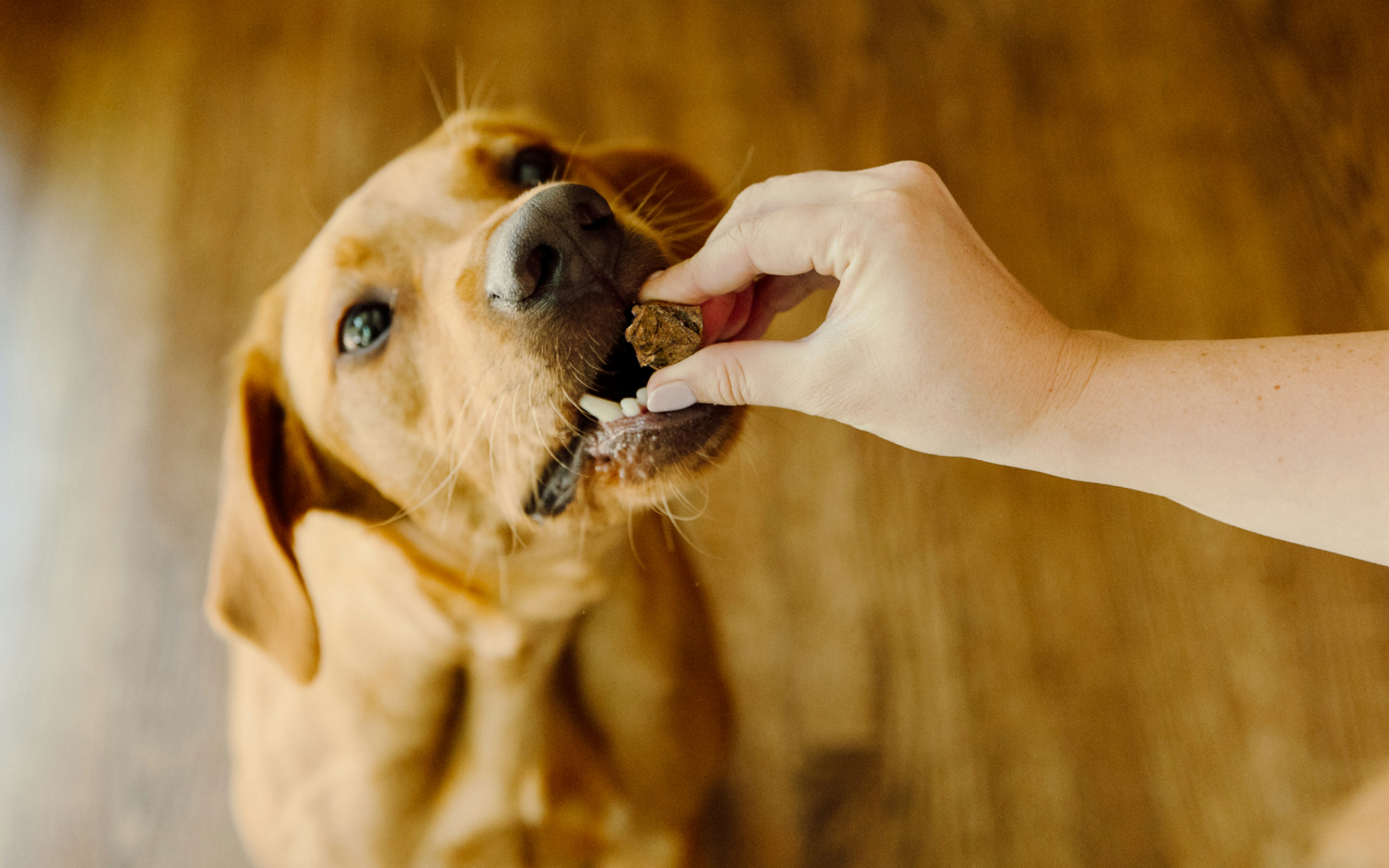 A mouth-watering treat, All-natural beef lung