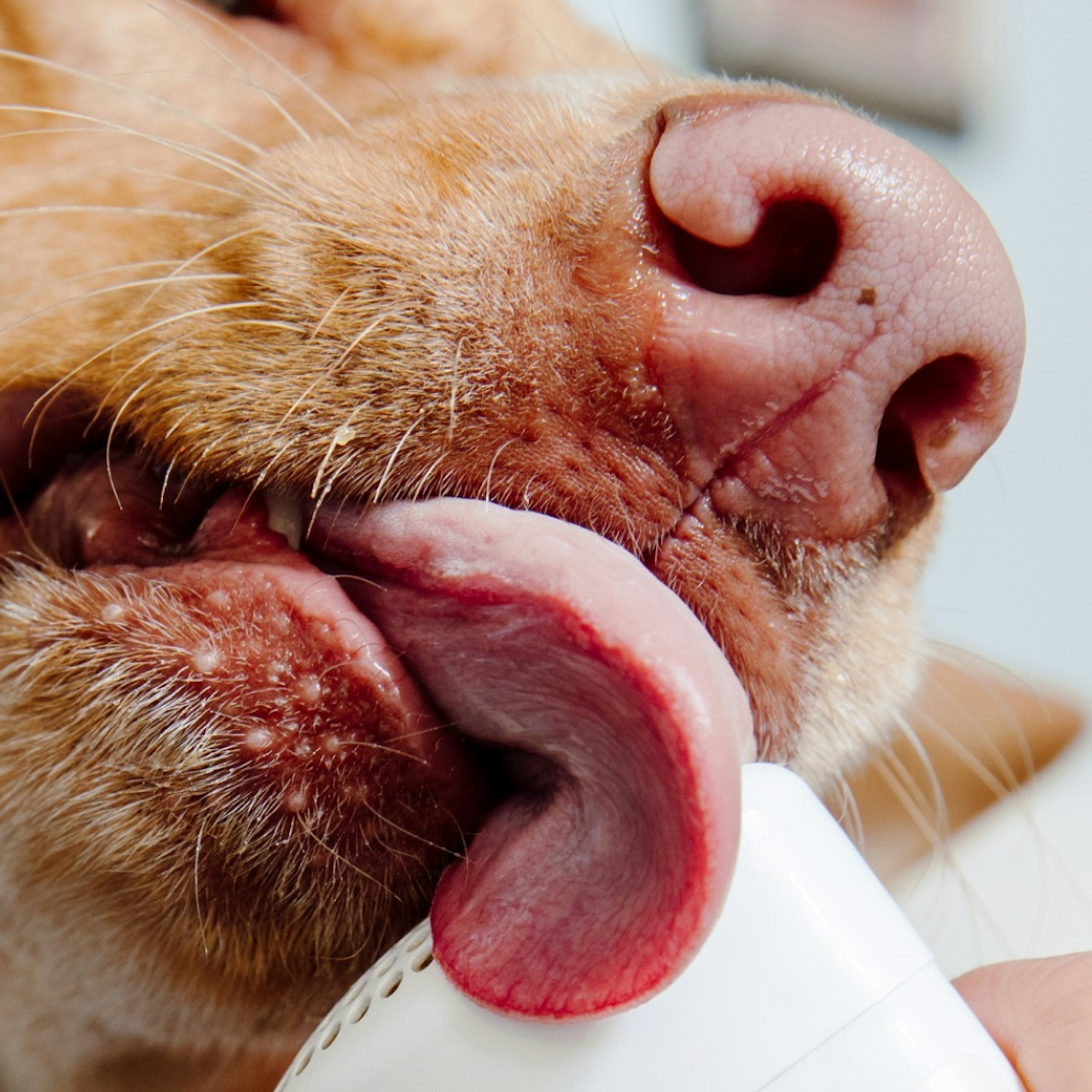 Up Close of Dental