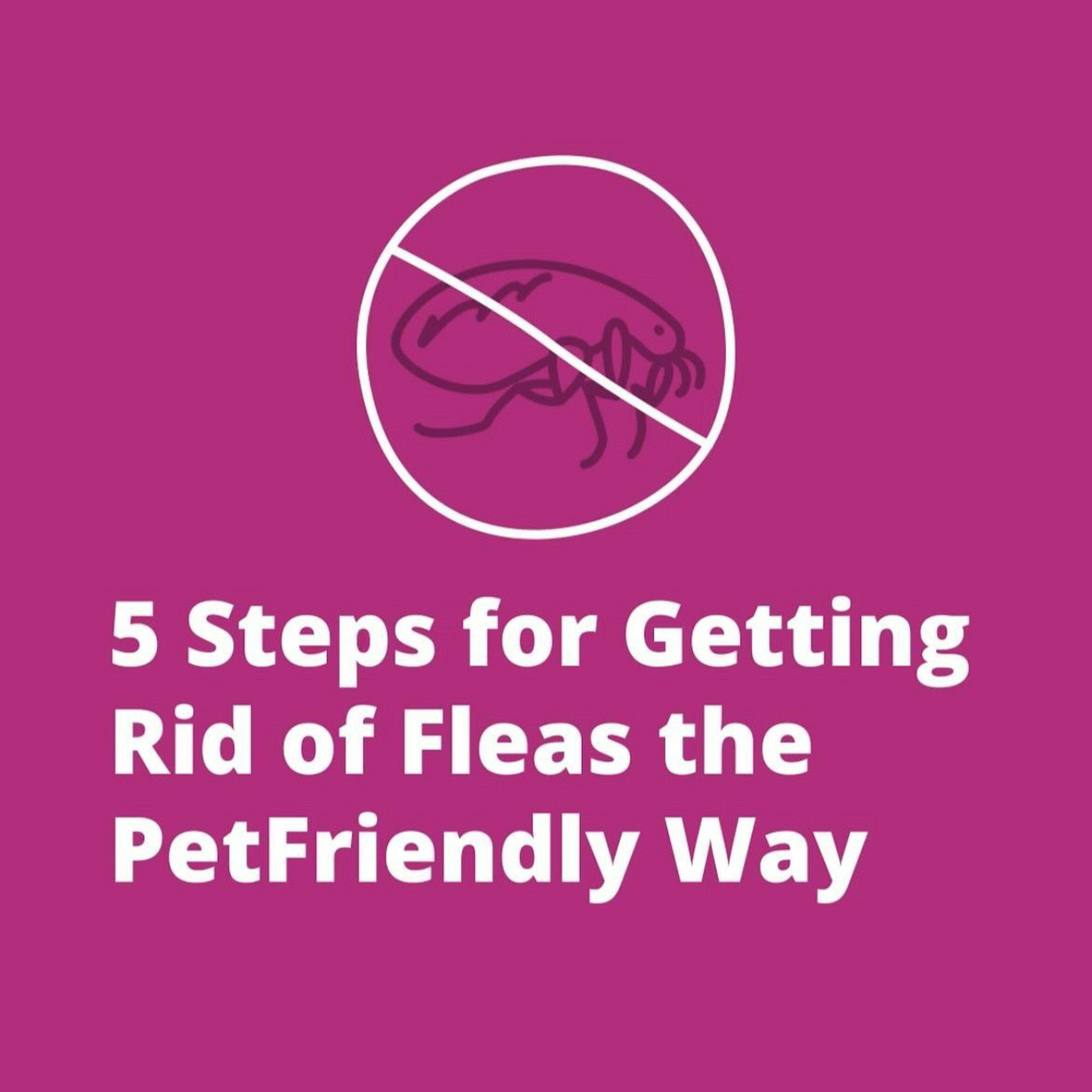 5 Steps to Get Rid of Fleas