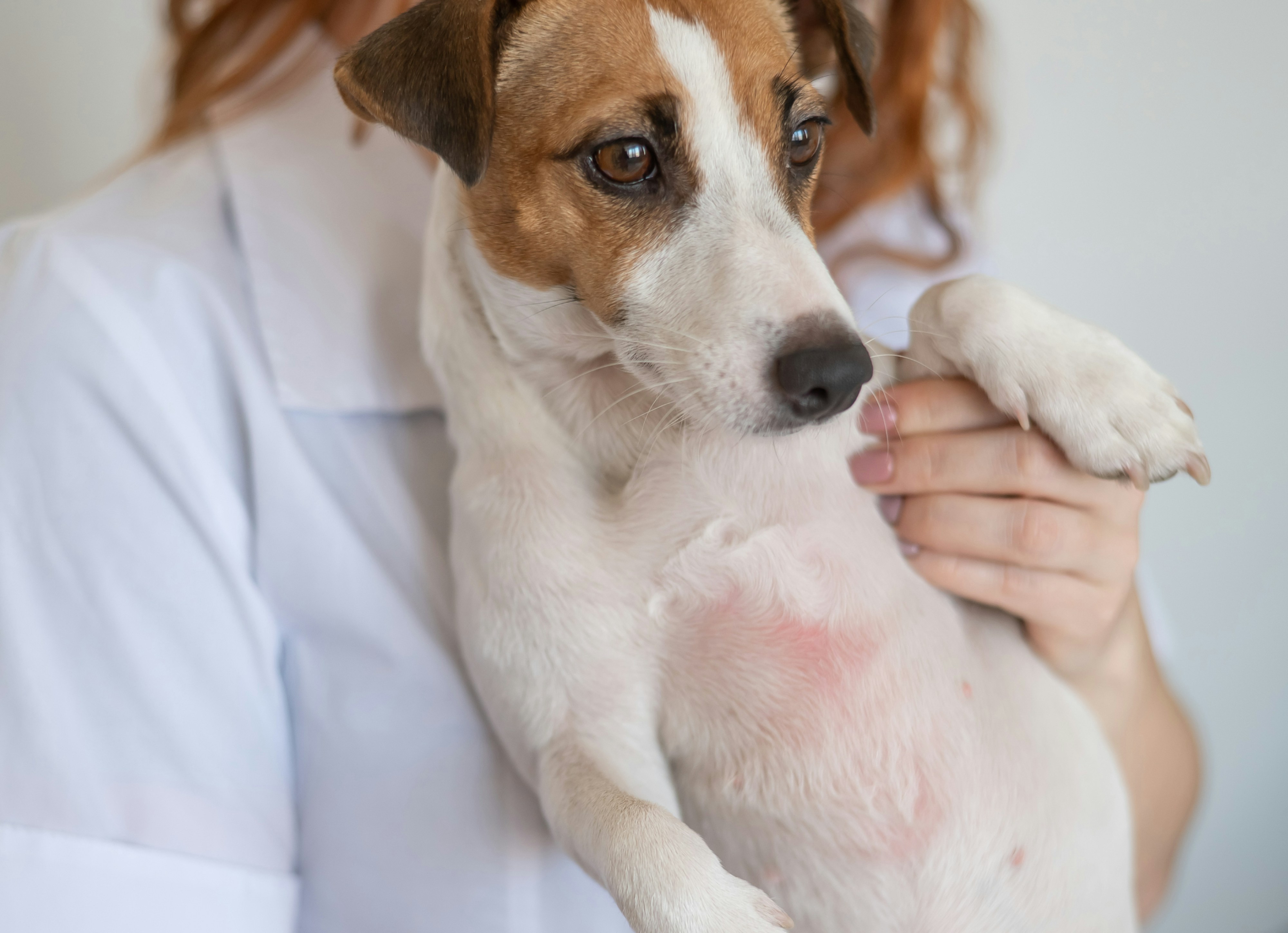 how to treat dry skin on dogs