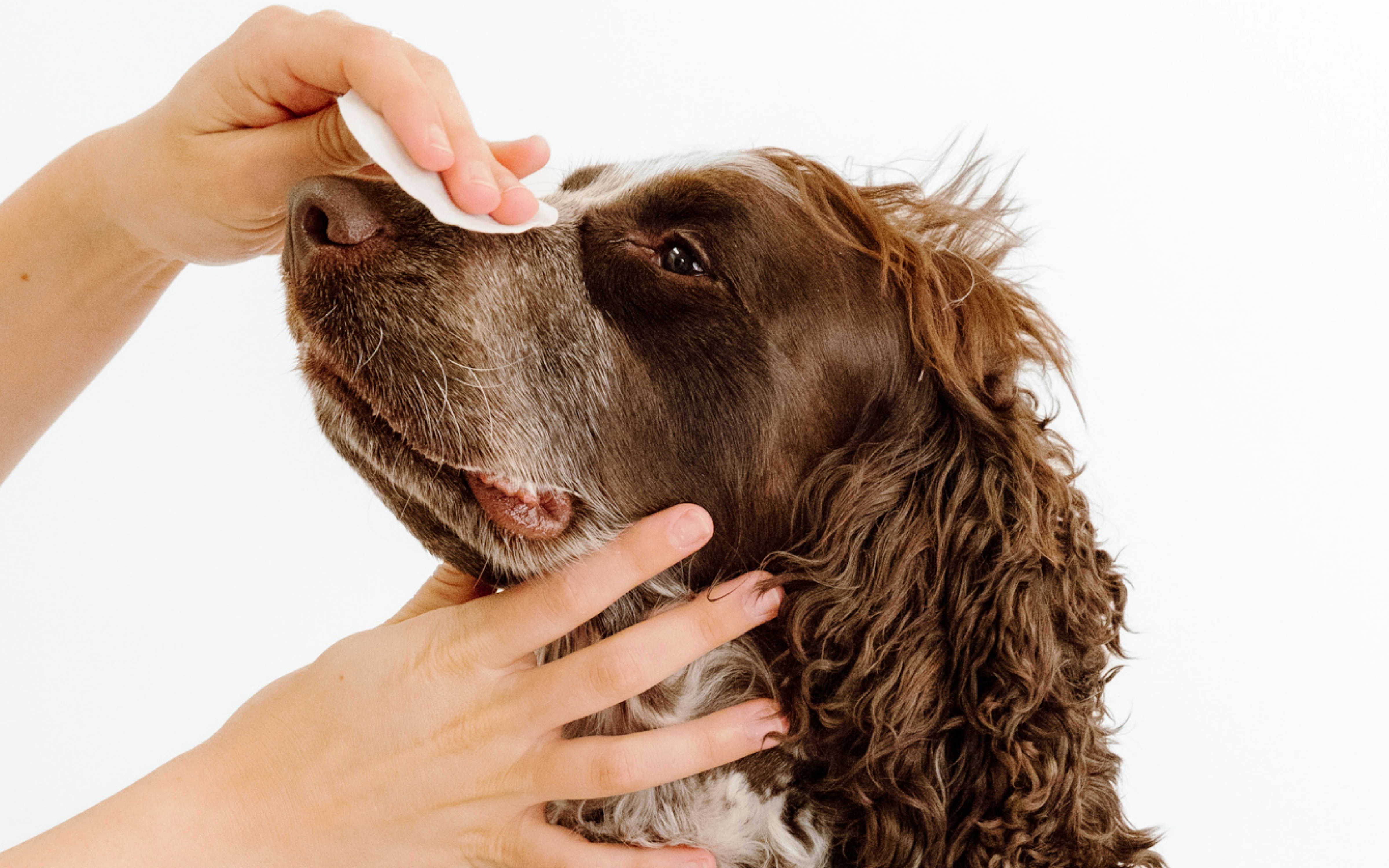 Gentle ear wipes for pets