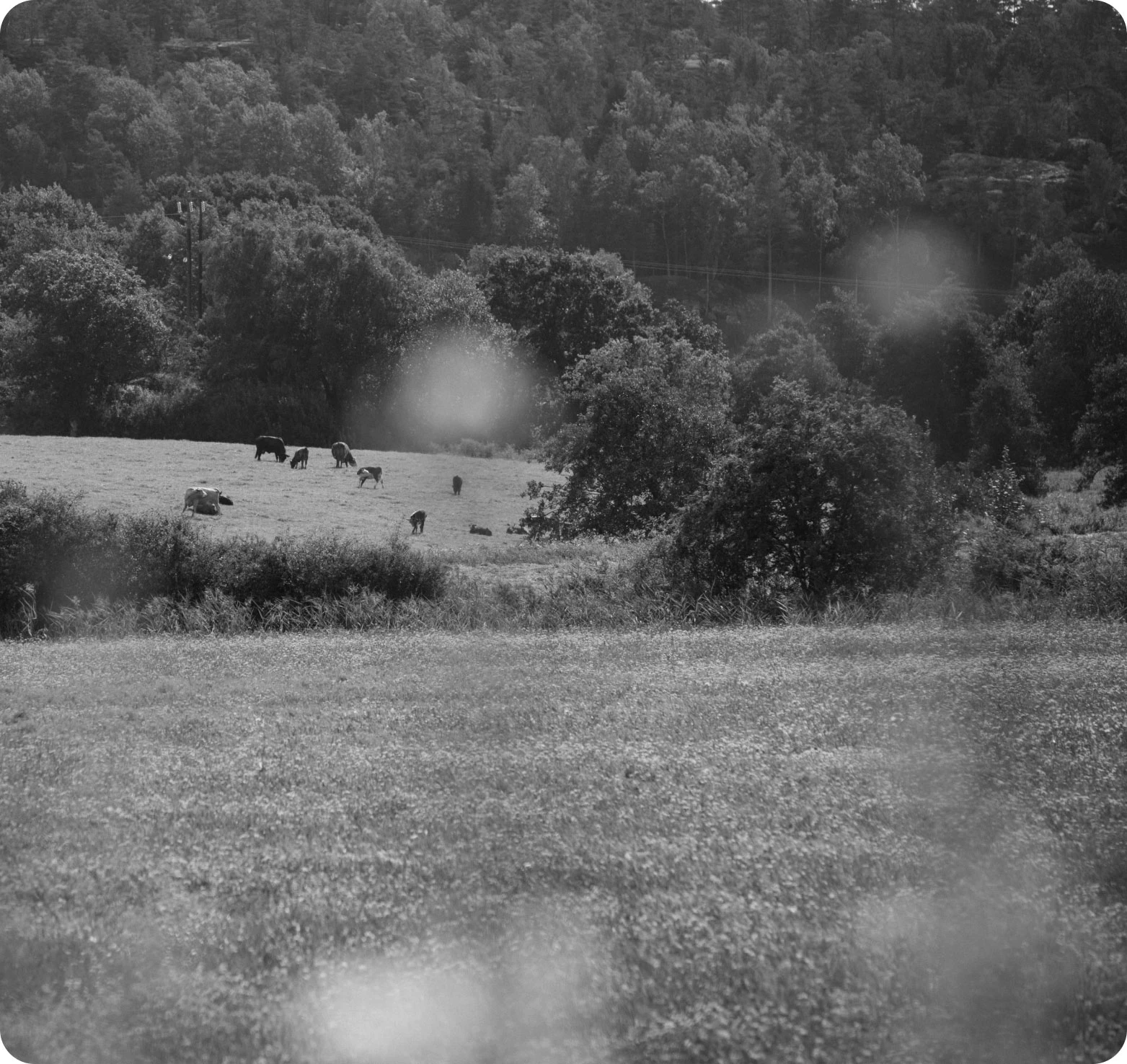 Öppet landskap med kor som betar på gräs