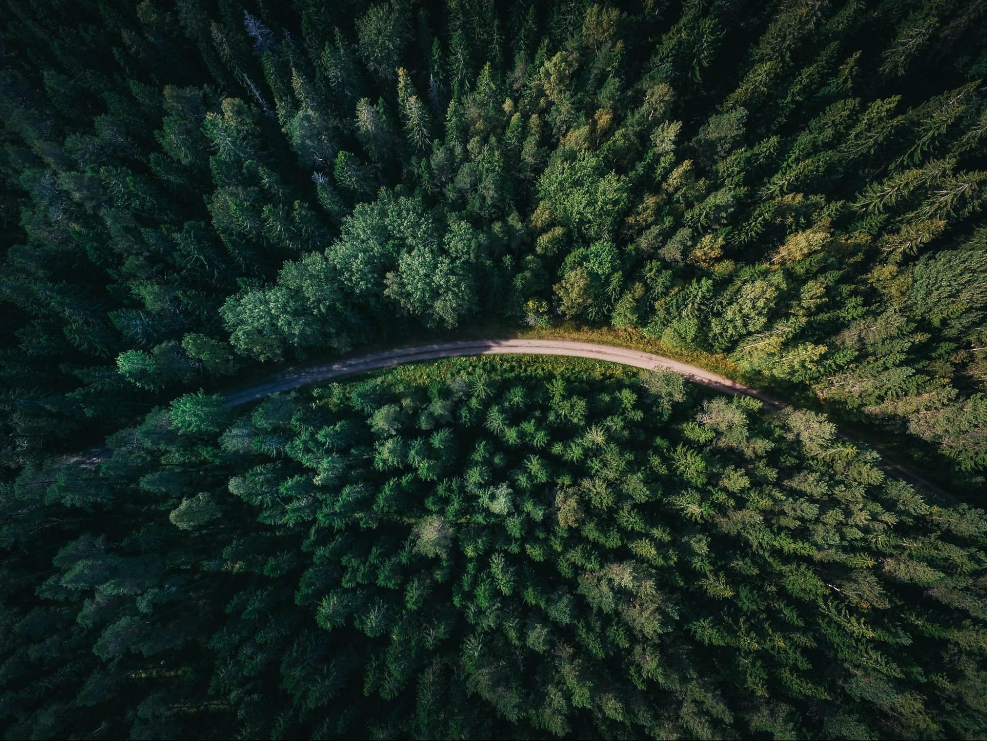 A top-down view on a forest of green trees with a curvy road in the middle