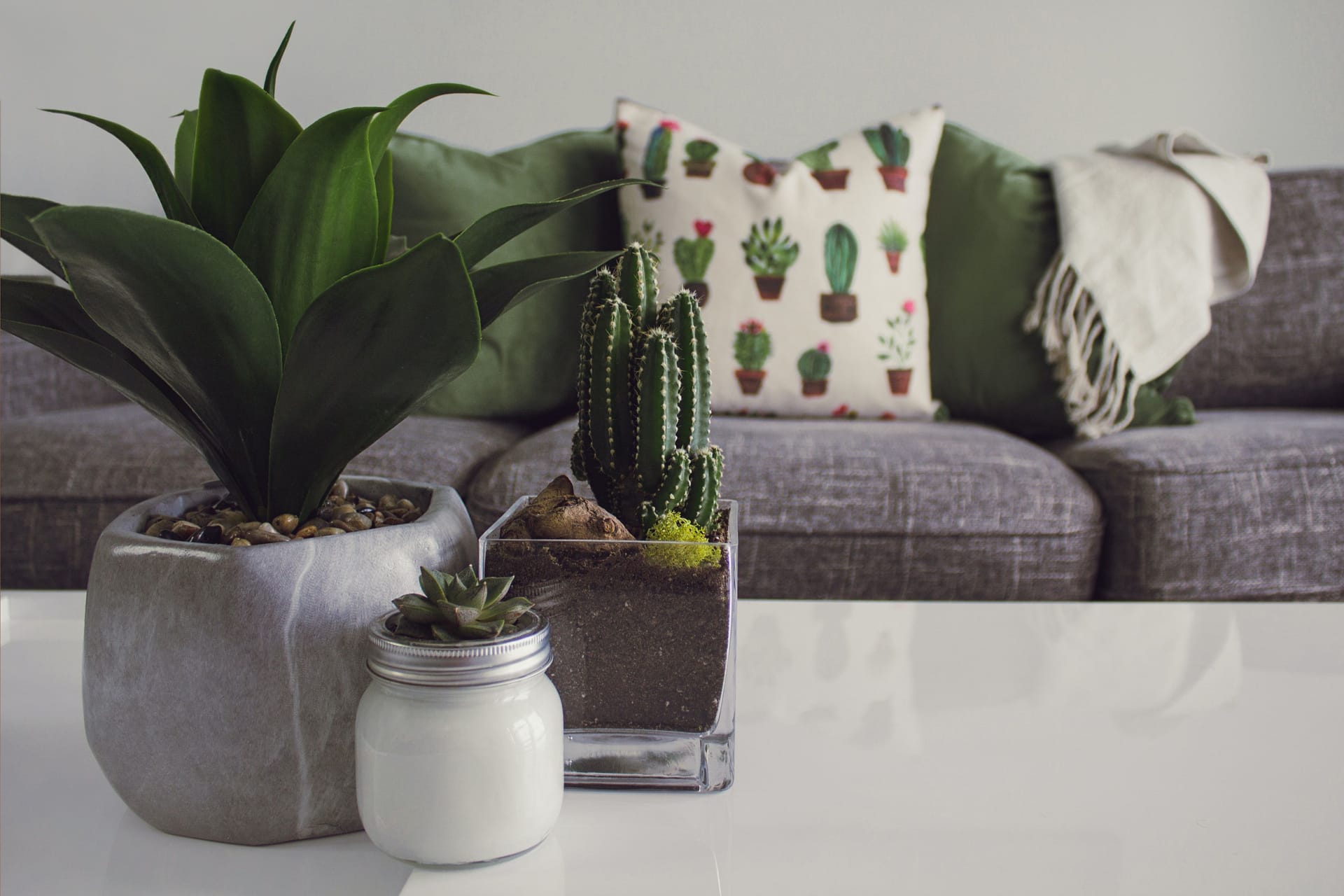 Three pots with cactuses on the table in front of a sofa with three pillows with a cactus print