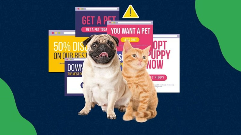 Hoe voorkom je oplichting bij het kopen of adopteren van een huisdier?