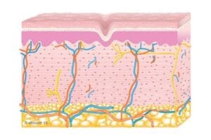 diagram of skin layers