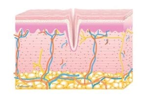 diagram of skin layers