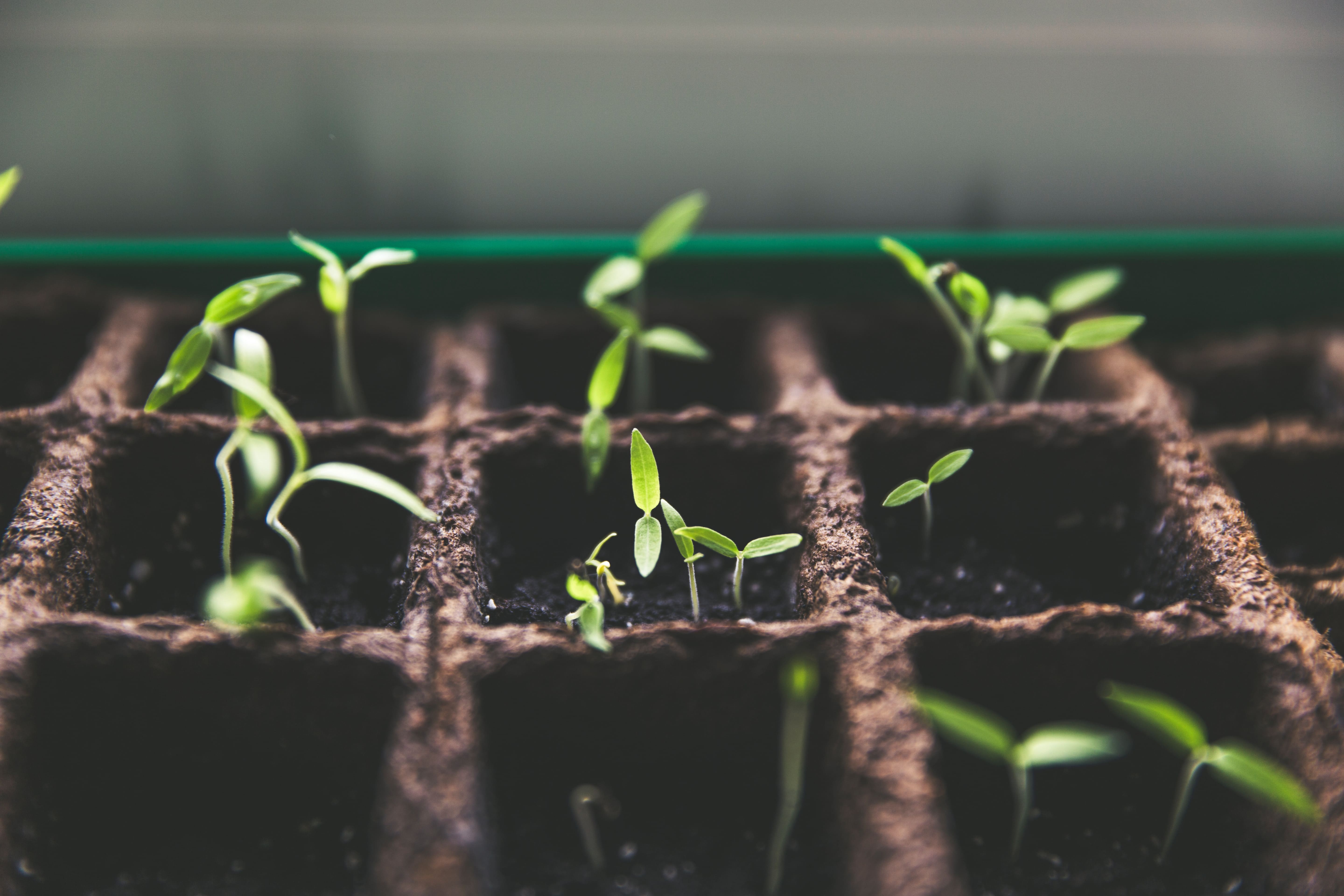 Diversifying Revenue Sources for Your Business