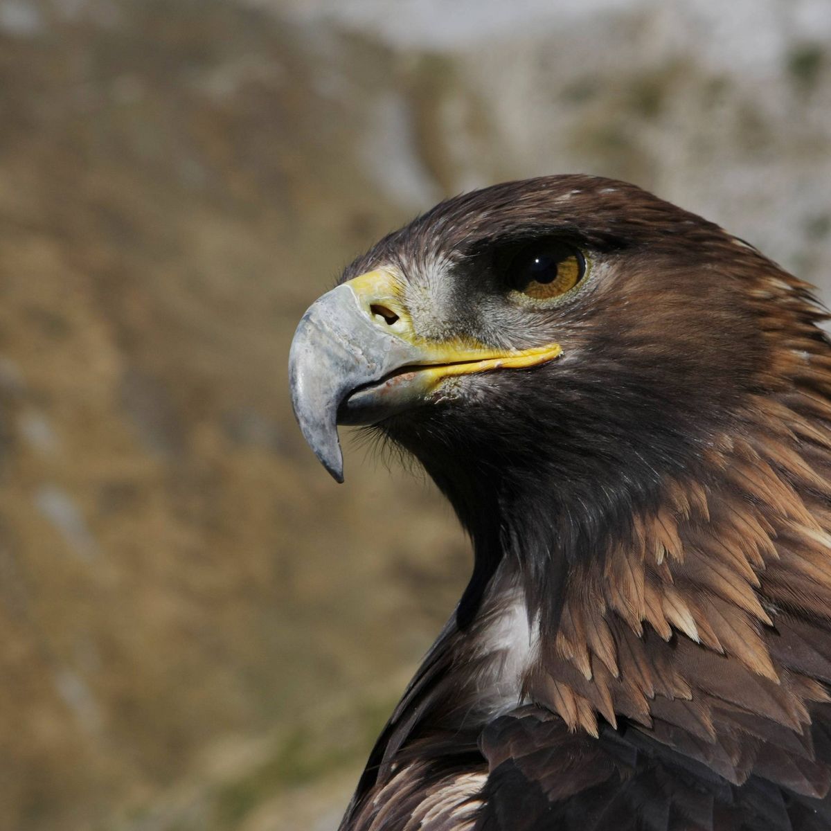 wildlife conservation