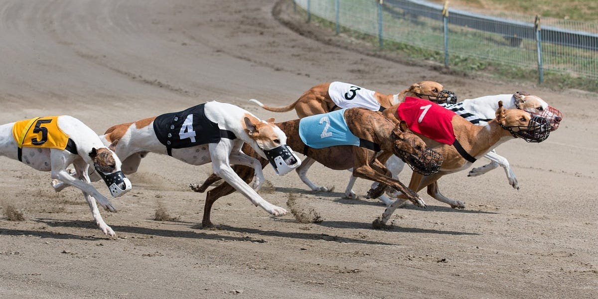 apuestas de galgos trucos y como ganar
