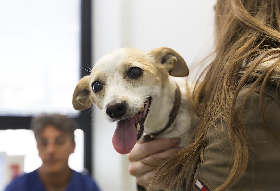 cagnolino in braccio in attesa nella sala d'attesa del Vet Hospital H24 firenze