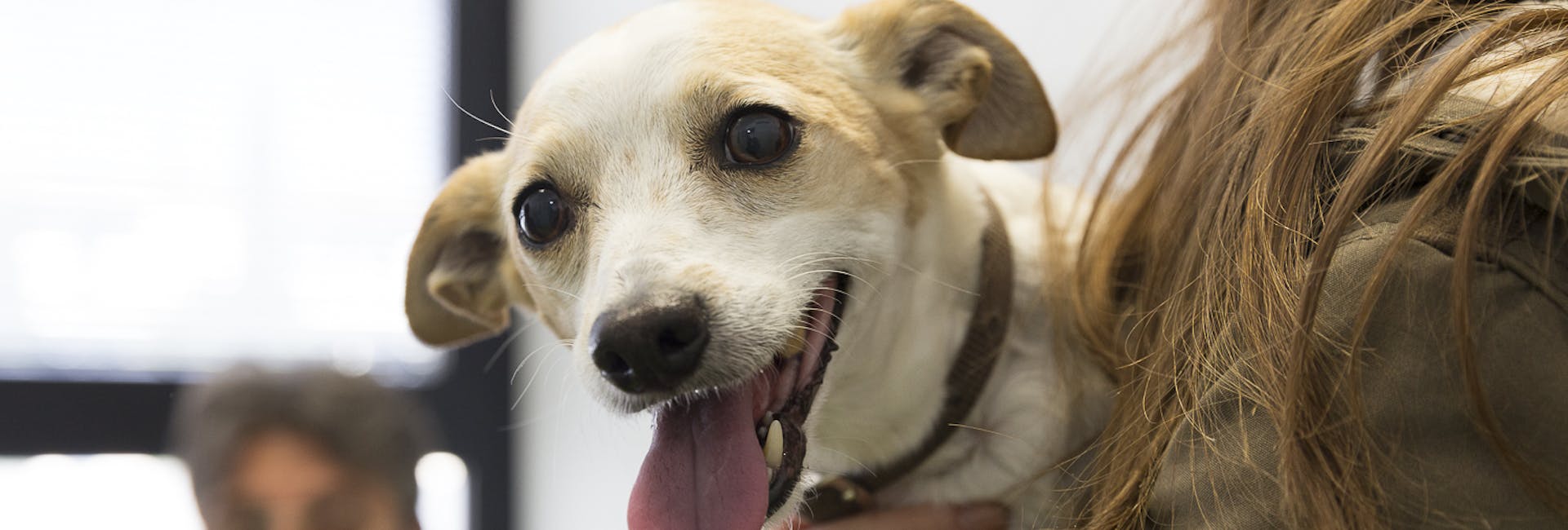 Cagnolino in braccio cagnolino in braccio in attesa nella sala d'attesa del Vet Hospital H24 firenze