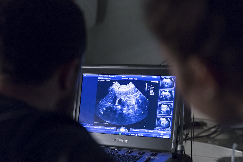 medico veterinario esegue ecografia a pet